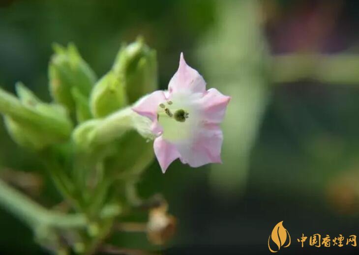 煙草花花語是什么，煙草花什么時候開花