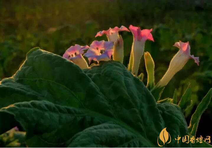 煙草花花語是什么，煙草花什么時候開花
