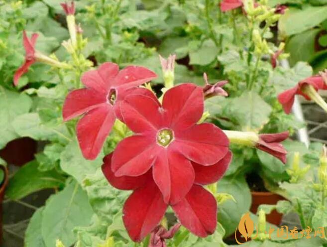 煙草花花語是什么，煙草花什么時候開花