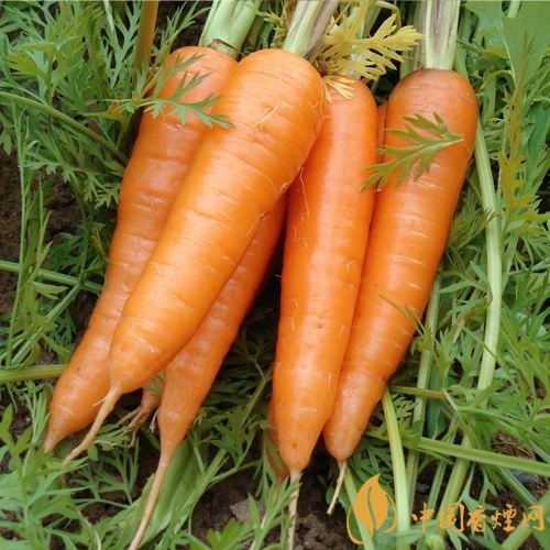 預(yù)防抽煙得肺癌，這些食物降低抽煙傷害