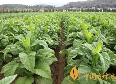 湖南瀏陽(yáng)煙草局依托G80烤煙特色品種為煙農(nóng)創(chuàng)收9375萬(wàn)元！